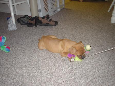 Cat toys.....my favorite