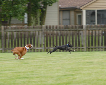 Catch me if you can