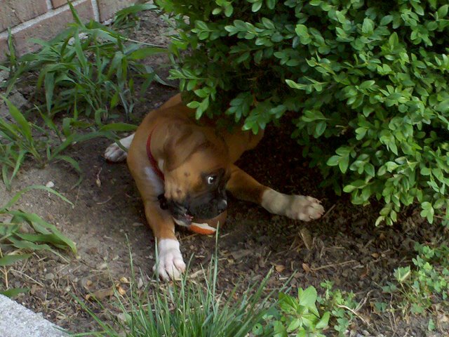 Catching shade