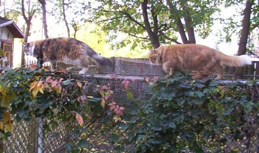 Cats on the fence