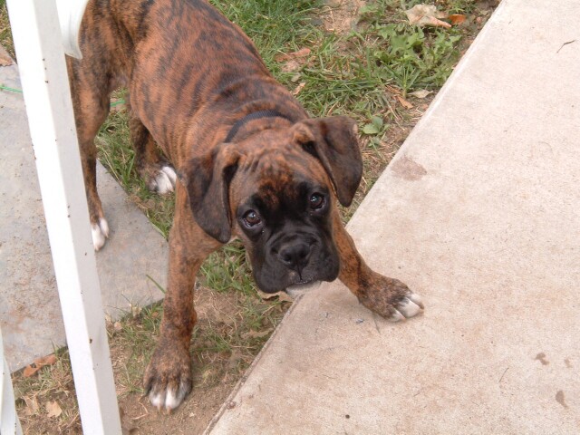 Caught digging in the yard again !!