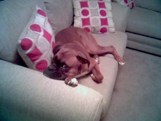 Caught on the new couch