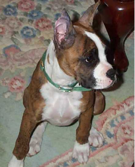Cayenne 16wks