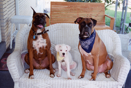 Cayenne, Maddie, and Chance