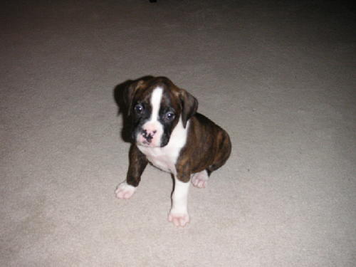 Cayman 6 weeks