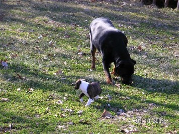 cayman and rowdy