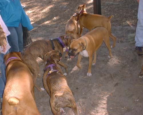 Central Florida Boxer Bash 2002