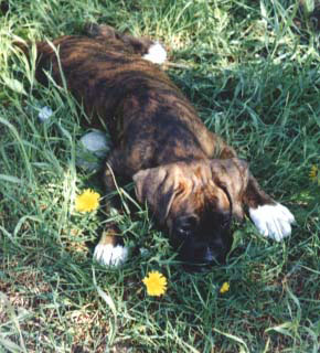 Cesar Pup