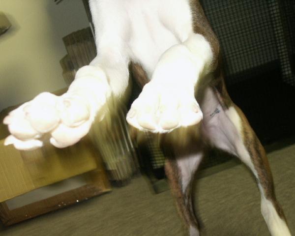 Chaaaarge!