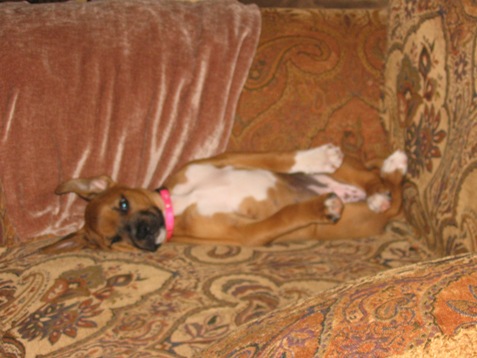 chair, 8 wks