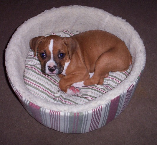 Champ 8 wks old