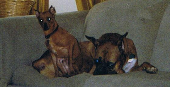 Champ and Kato