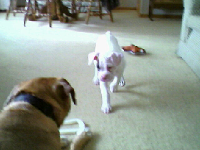 Champ and Tyson