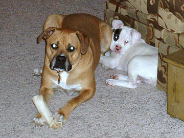 Champ and Tyson