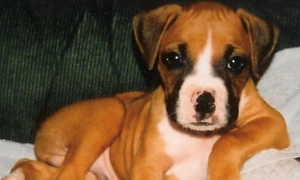 CHAMP AS A PUP