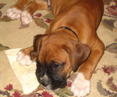 Champ relaxing after a hard days play