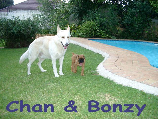 Chan & Bonzy