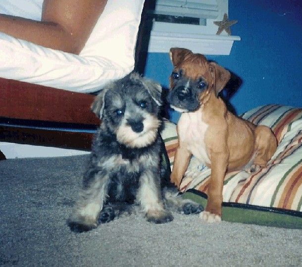 chance and wilson