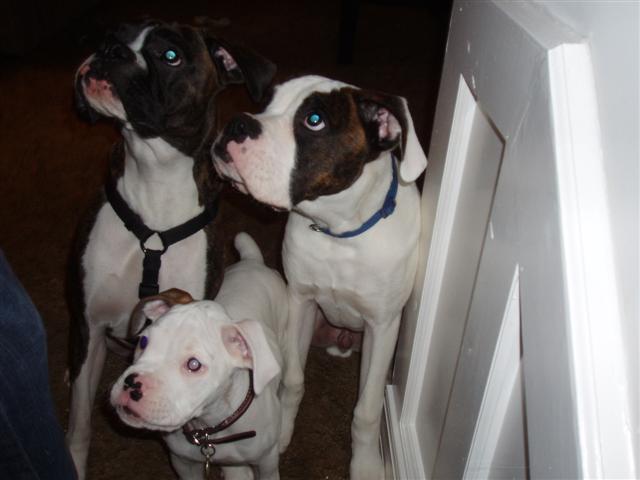 Chance, Capone and Seven