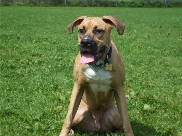 Chaos's First Time off Leash