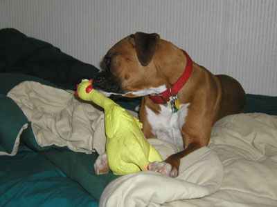 Charlie and his favorite toy "The Chicken"