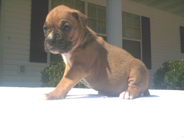 Charlie At 4 Weeks!