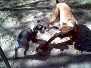 Charlie getting mad at Frankie