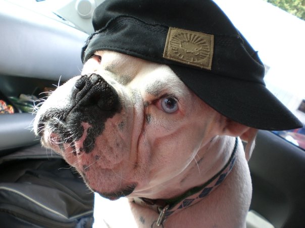 Charlie in my hat!