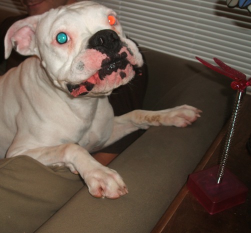 Charlie...my little rescue girl being silly:)