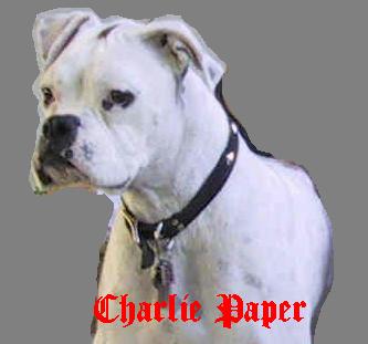 Charlie my love