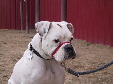 Charlie Paper at the Barn