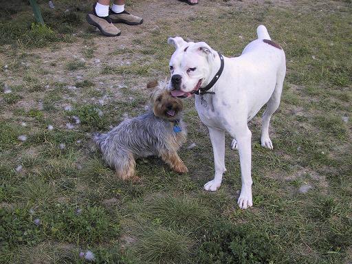 Charlie Paper at the Dog Park