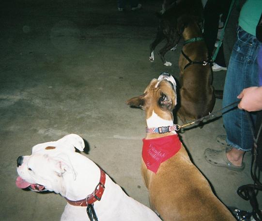 Charlie Paper & his new buddy Zach at the Boxer Bash