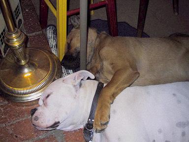 Charlie Paper & Jefferson cuddling