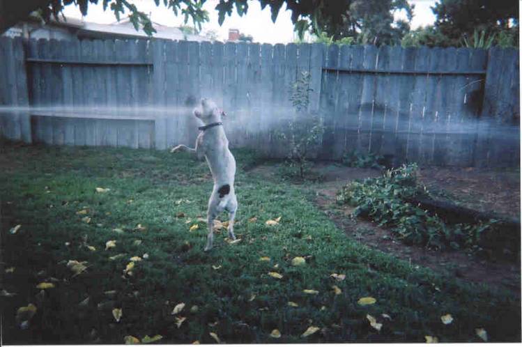 Charlie Paper Playing with the Hose