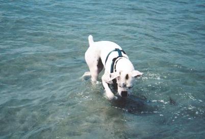 Charlie Playing in the Water