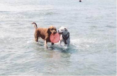 Charlie Playing with a Retriever