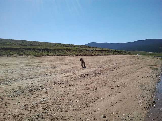 Charlie Running