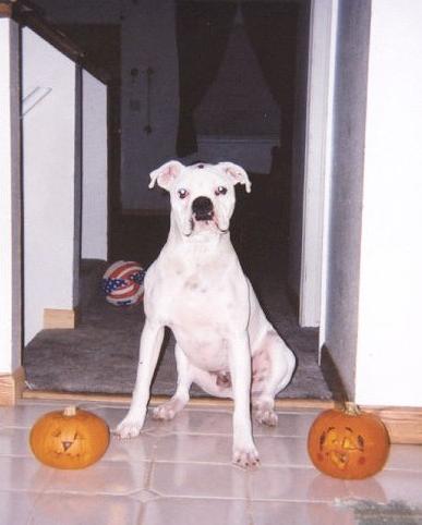 Charlie the Pumplin King!