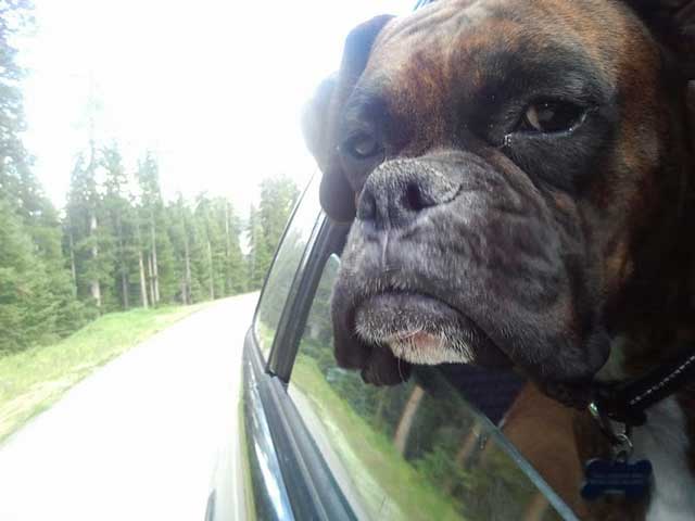 Charlie's Bored