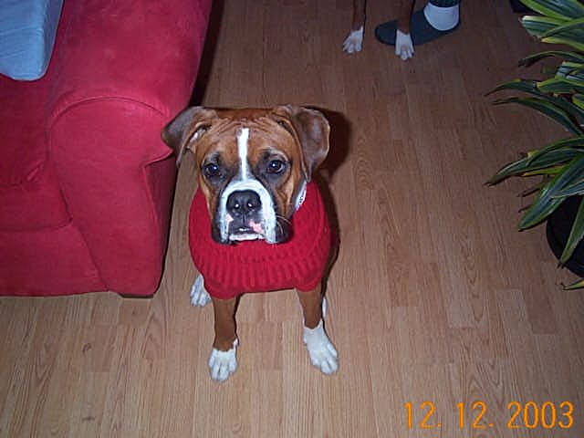 Charlie's Favorite Sweater