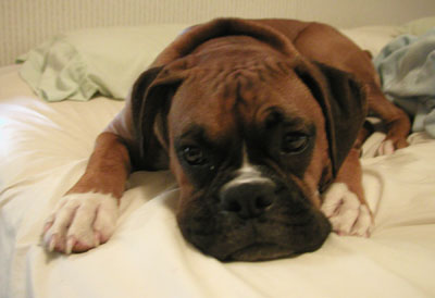 Charlie's Sweet face!!