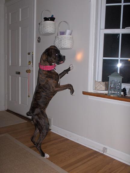 Chase the flashlight