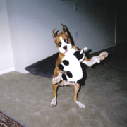 chase_action_shot