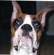 chase_head