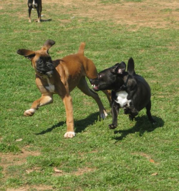 Chased