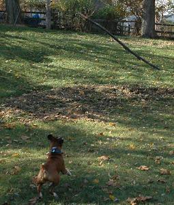 Chasing a stick