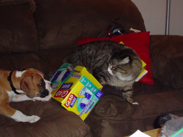 Chasing cats is fun!