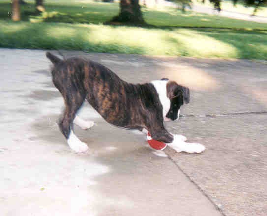 Chasing his football