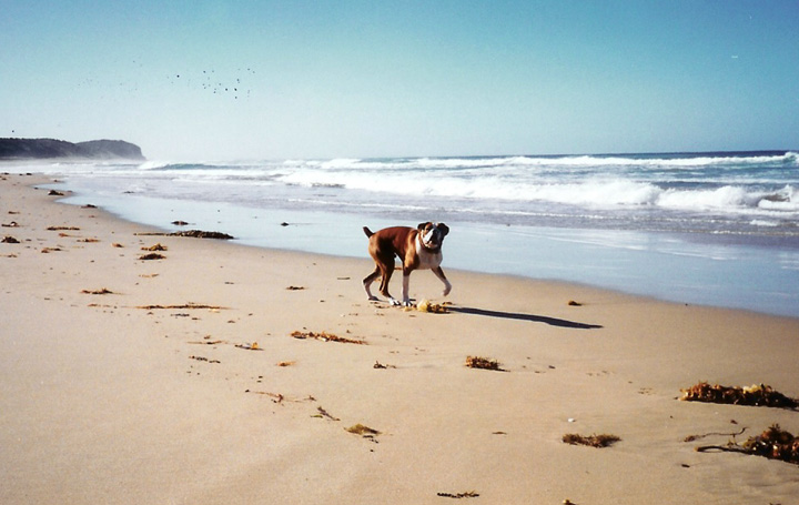 Chasing Seagulls